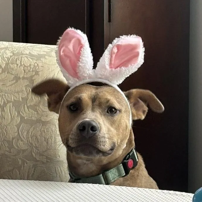 Strawberry thumbnail 3