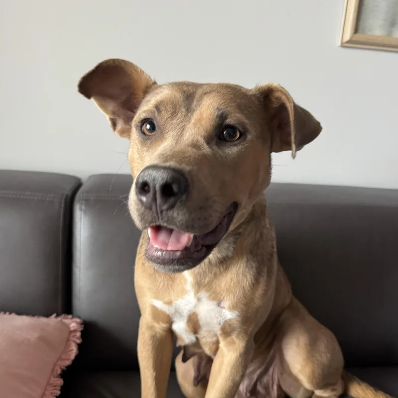 Strawberry thumbnail 4