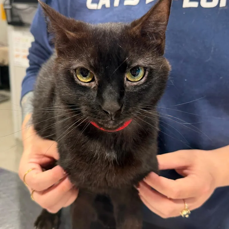 An adult medium-sized female Black Domestic Short Hair cat named Djinn for adoption in Tampa, FL