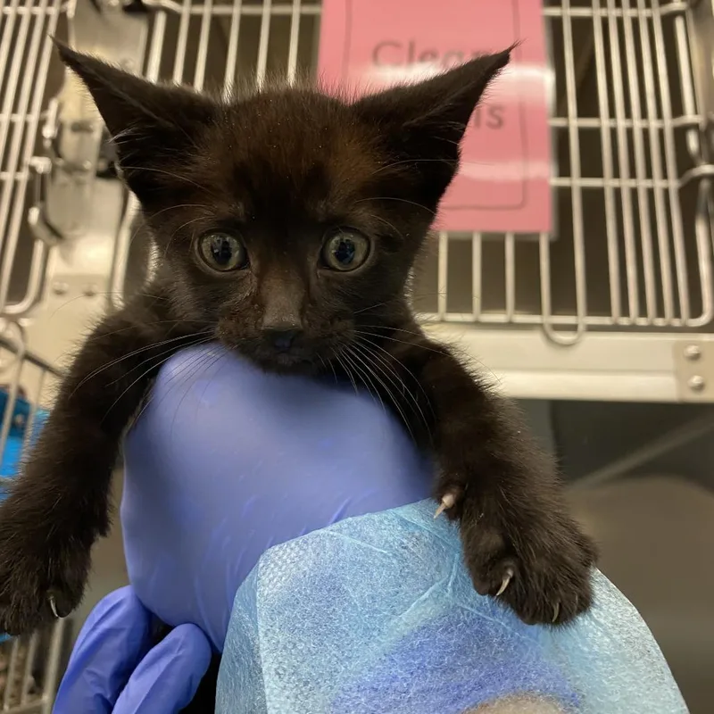 A baby small-sized female Black Domestic Short Hair cat named Jellyfish for adoption in Los Angeles, CA