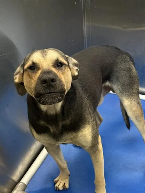 A young large-sized male Mixed Breed dog named Hun for adoption in Dallas, TX
