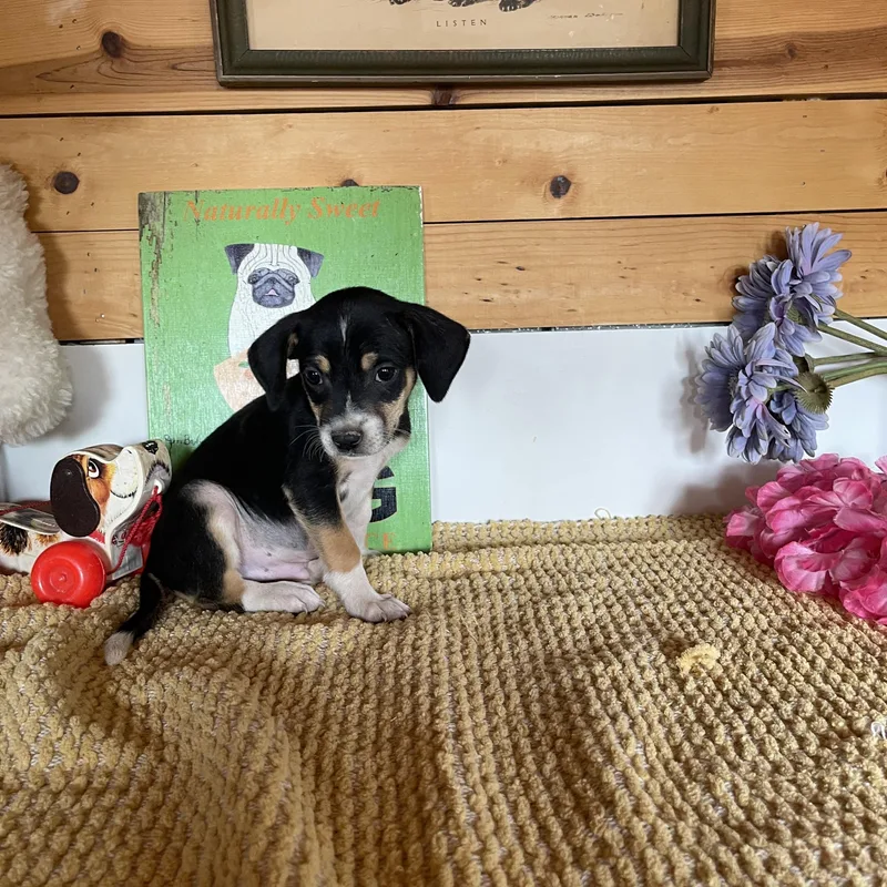 A baby small-sized male Cattle Dog dog named Jensen for adoption in Vacaville, CA