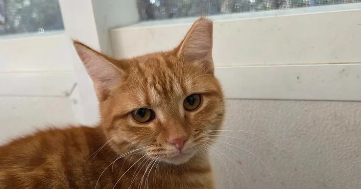 A baby medium-sized male Domestic Short Hair cat named Joey for adoption in Fort Walton Beach, FL