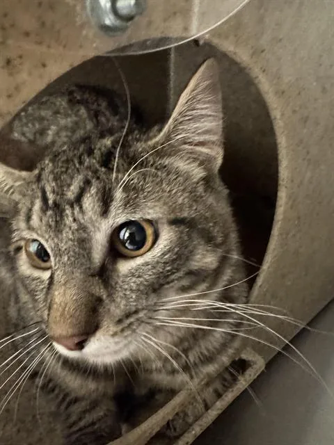 A young small-sized male Domestic Short Hair cat named Snicklefritz for adoption in West Valley City, UT