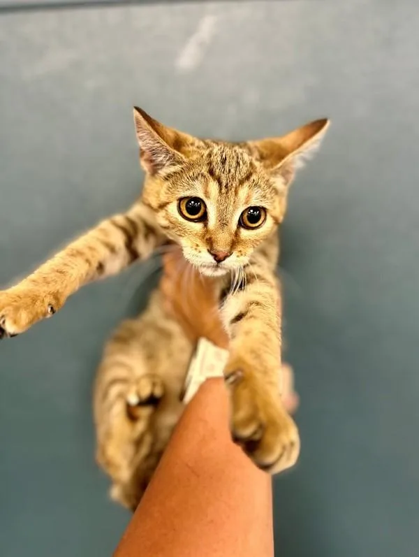 A baby small-sized female Domestic Short Hair cat named Charlotte for adoption in Victorville, CA