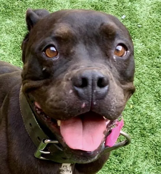 A young medium-sized female Pit Bull Terrier dog named Out Of Time! Parsley for adoption in San Marcos, CA