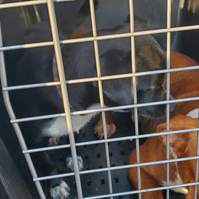 A young small-sized male Yellow / Tan / Blond / Fawn Mixed Breed dog named Builder for adoption in Lake Jackson, TX