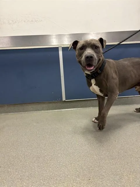 An adult medium-sized male Pit Bull Terrier dog named Bluey for adoption in Miami, FL