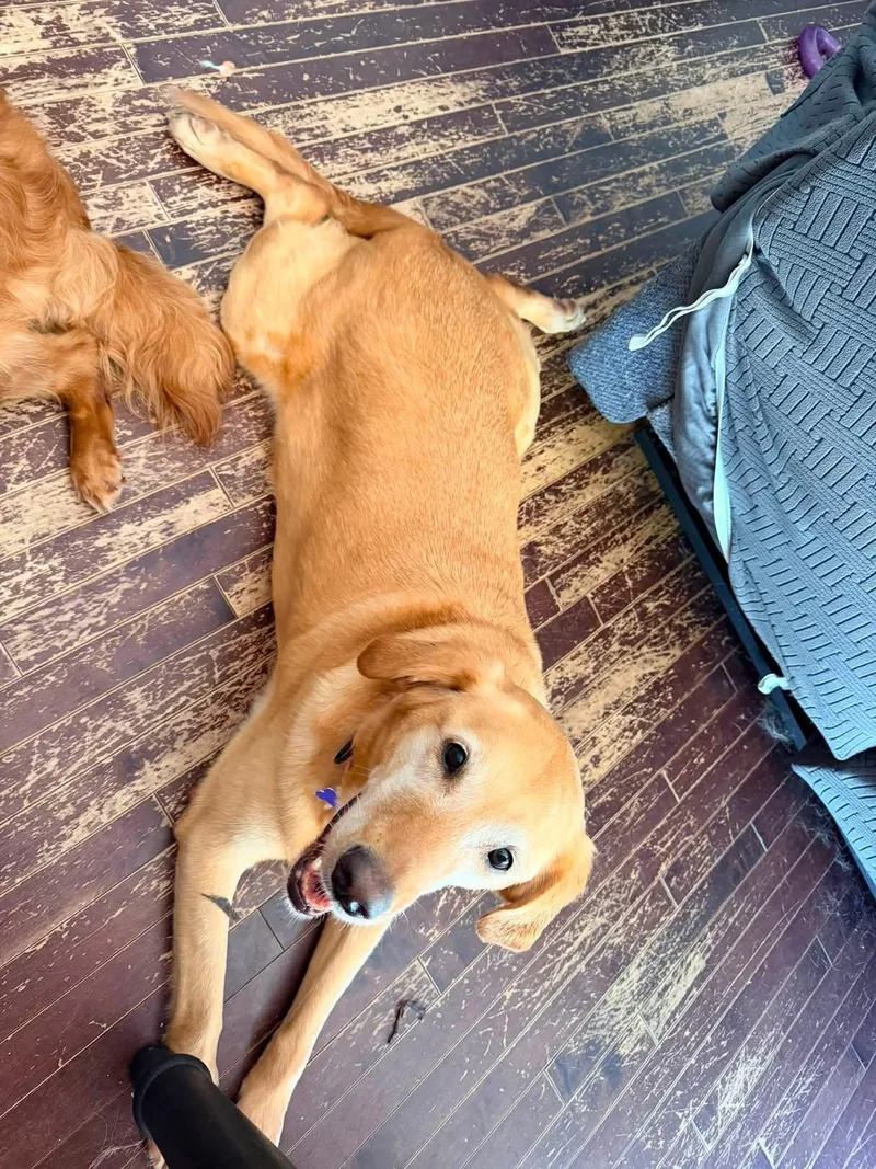 An adult large-sized female Labrador Retriever dog named Ryver & Ginger for adoption in Elkton, MD