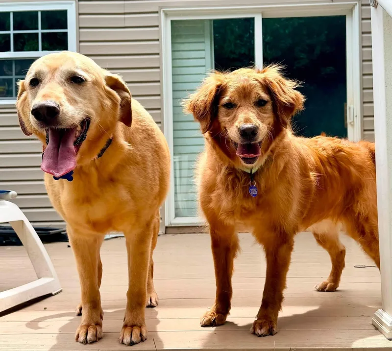 Ryver & Ginger thumbnail 2