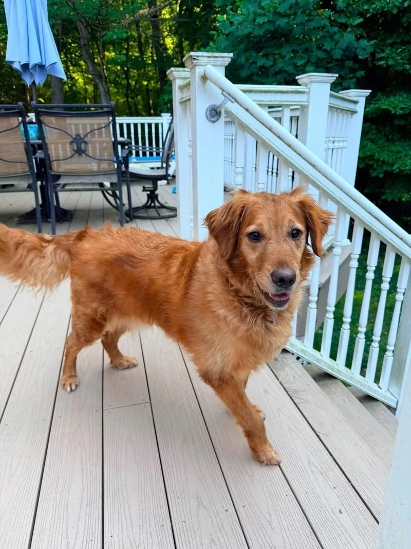 Ryver & Ginger thumbnail 3