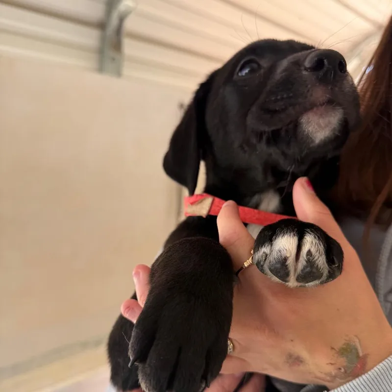 A baby small-sized female Black Mixed Breed dog named Blossom for adoption in Hamilton, GA