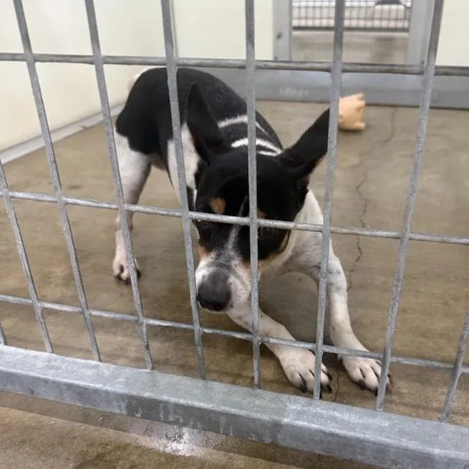 An adult small-sized male Black Rat Terrier dog named Diego for adoption in Austin, TX