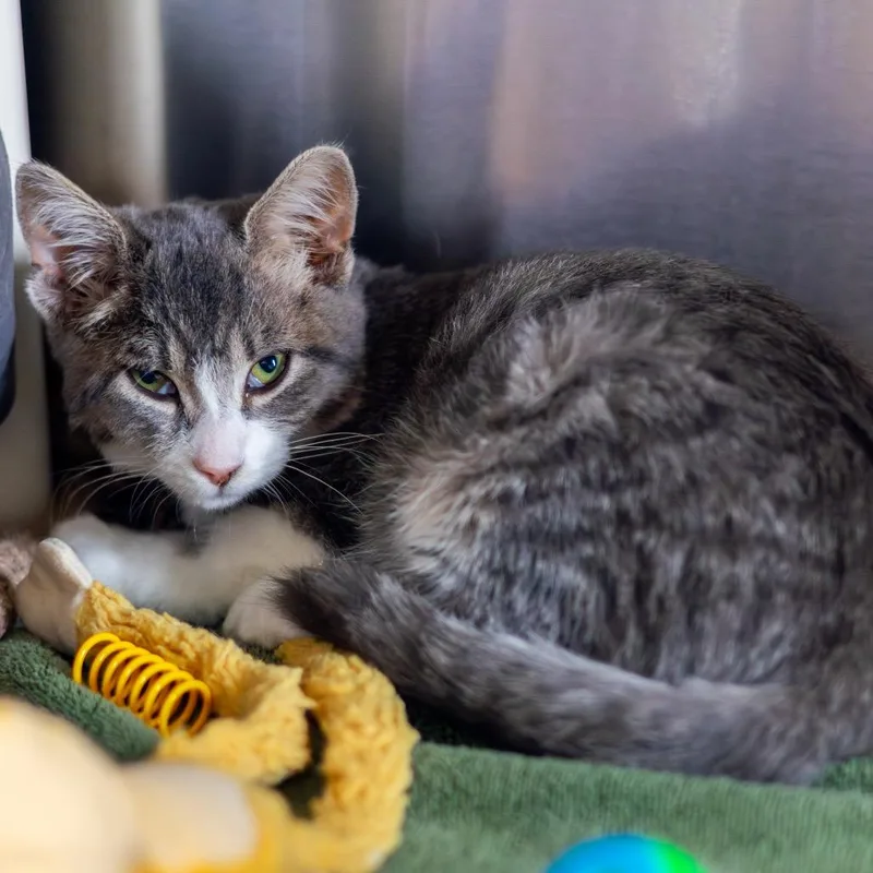 A young medium-sized male Gray / Blue / Silver Domestic Short Hair cat named Leo for adoption in Newark, DE