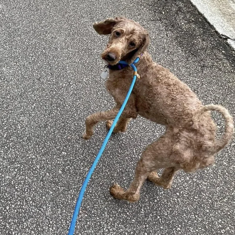 An adult medium-sized female Poodle dog named Lilo for adoption in Cumming, GA