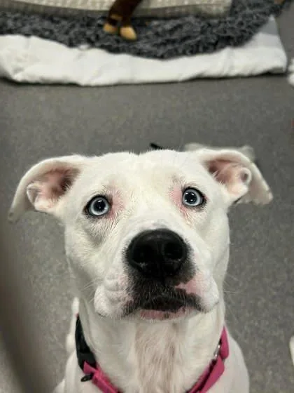 An adult large-sized female Mixed Breed dog named Trixi for adoption in Munster, IN