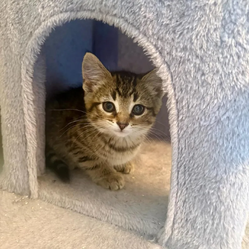 Chloe