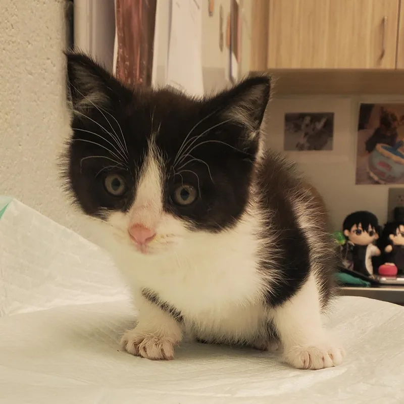 A baby small-sized male Black Domestic Medium Hair cat named Monroe for adoption in Chattanooga, TN