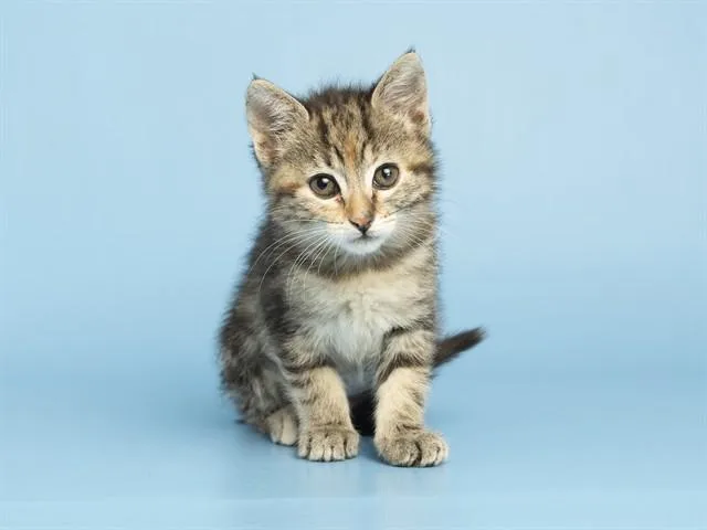A baby small-sized female Domestic Short Hair cat named Prima for adoption in Phoenix, AZ