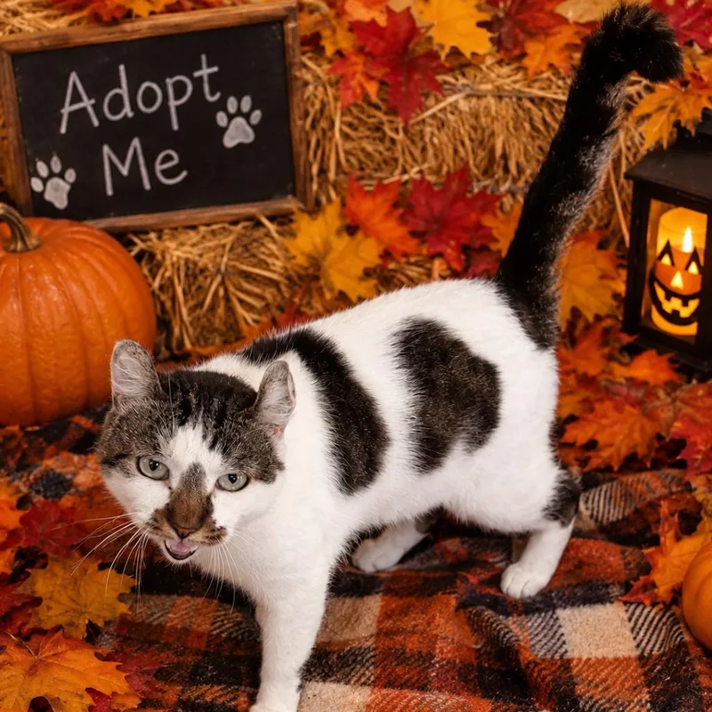 An adult medium-sized male White Domestic Short Hair cat named Ghost Bat for adoption in Binghamton, NY