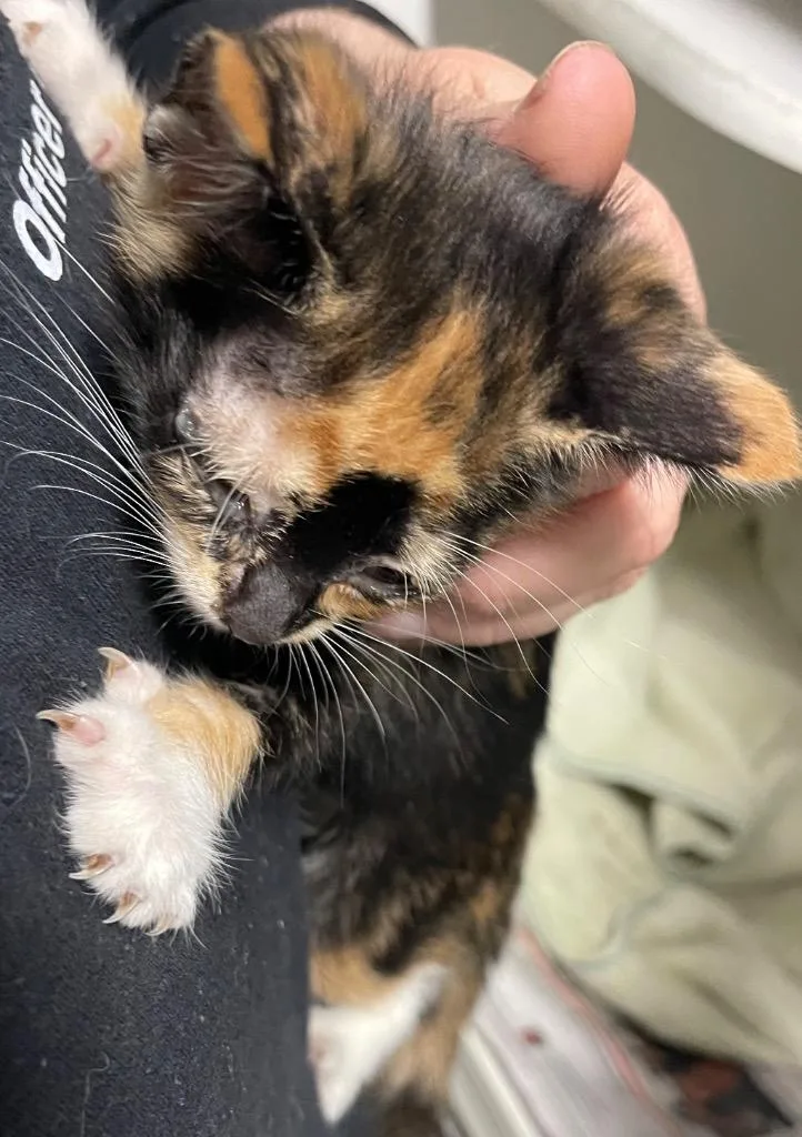 A baby small-sized female Domestic Short Hair cat named Kelly for adoption in Henderson, NC