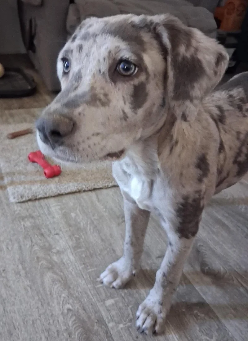 A baby medium-sized female Catahoula Leopard Dog dog named Miracle for adoption in Caldwell, TX