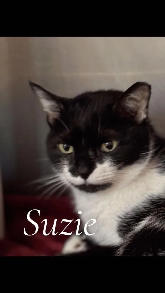 An adult small-sized female Domestic Short Hair cat named Suzy for adoption in Cambridge, MD