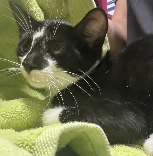 A baby small-sized male Domestic Short Hair cat named Angels Trumpet for adoption in Escondido, CA