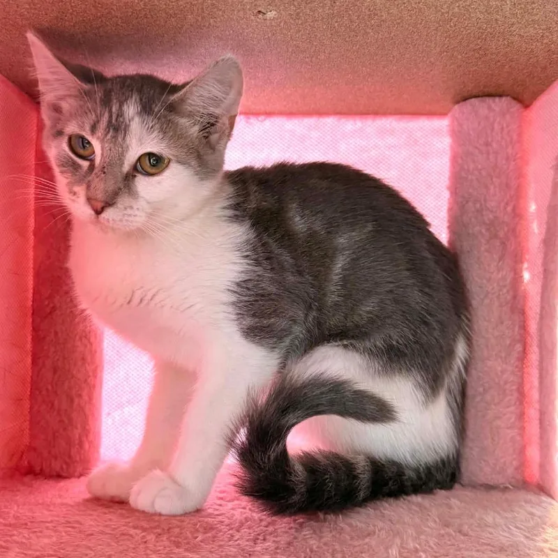 A baby small-sized female Gray / Blue / Silver Domestic Short Hair cat named Monopoly for adoption in Woodstock, VA