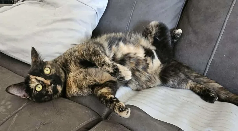 A young medium-sized female Tortoiseshell Domestic Short Hair cat named Fergie for adoption in Pocatello, ID