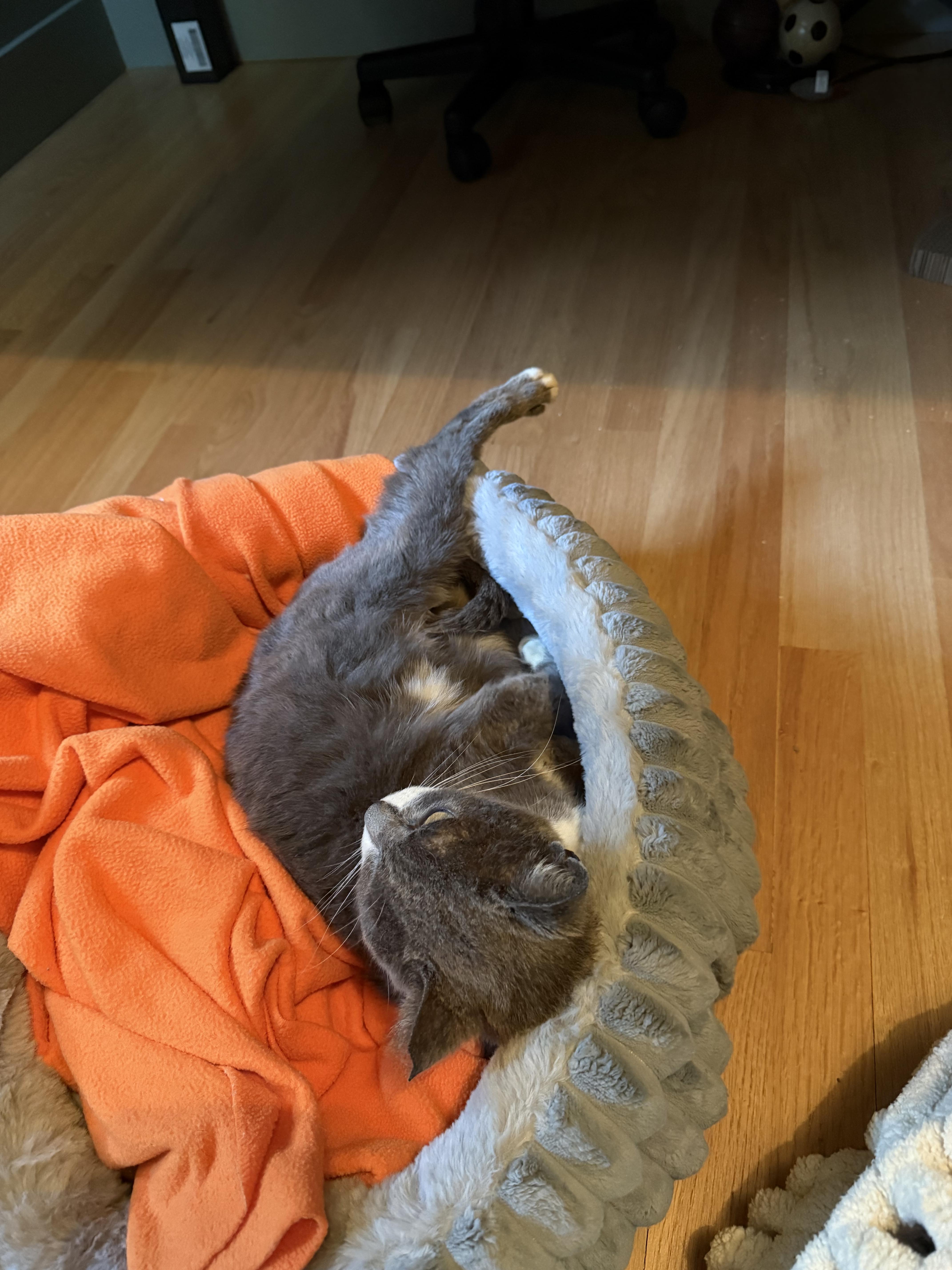 An adult medium-sized female Domestic Short Hair cat named Winnie for adoption in Tampa, FL