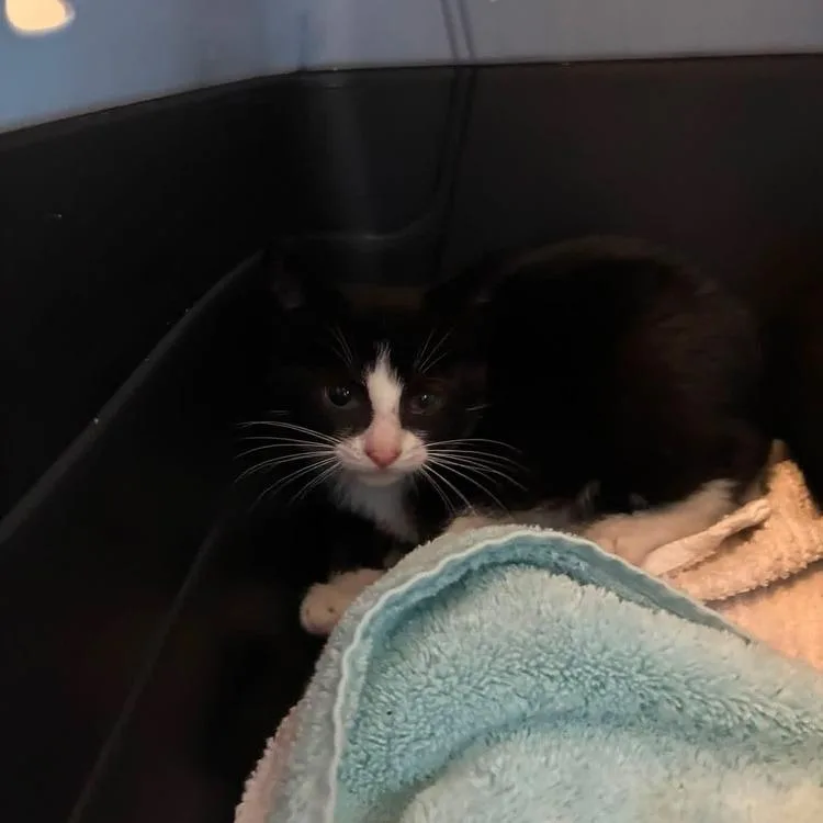 A baby small-sized female Black Domestic Short Hair cat named Princess Peach for adoption in Long Island City, NY