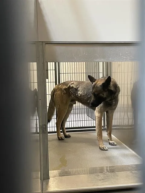 An adult large-sized male German Shepherd Dog dog named Ruckus for adoption in Modesto, CA