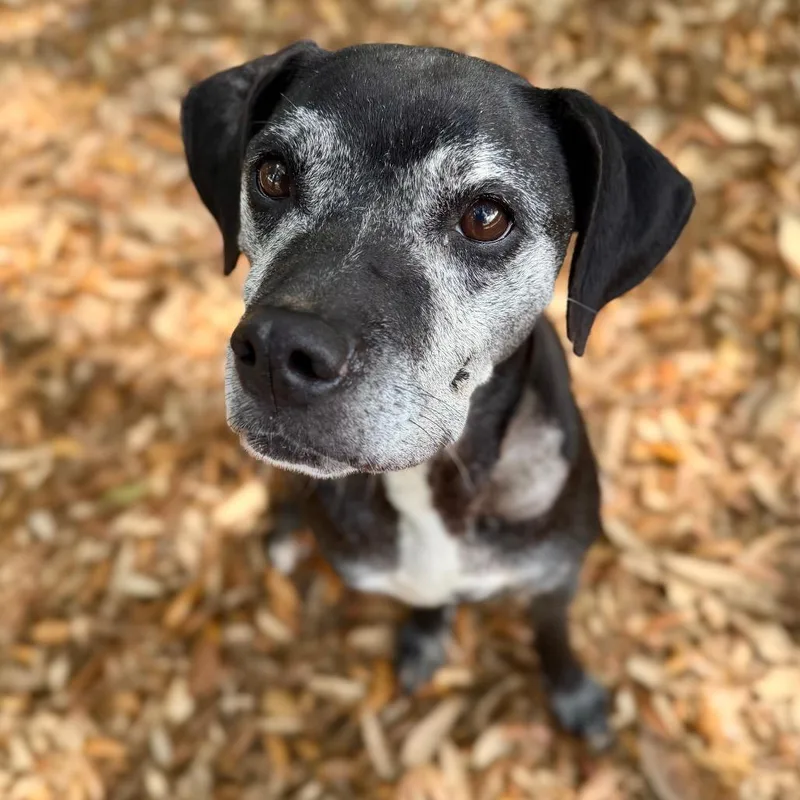 A senior medium-sized female Black Mixed Breed dog named Serendipity for adoption in Milton, FL