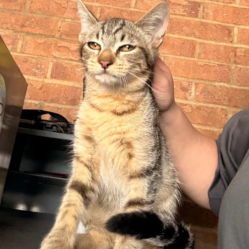 A baby small-sized male Brown / Chocolate Domestic Short Hair cat named Misu for adoption in Birmingham, AL