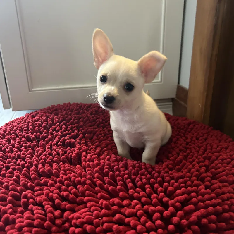 A baby small-sized male White / Cream Chihuahua dog named Peanut for adoption in Buffalo, NY