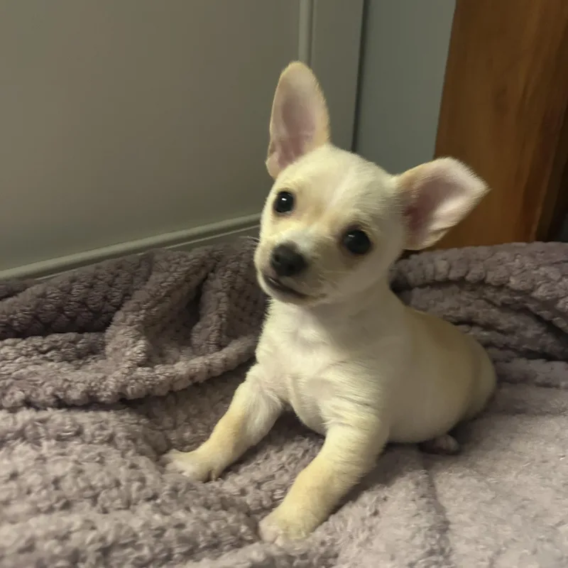 Peanut thumbnail 2