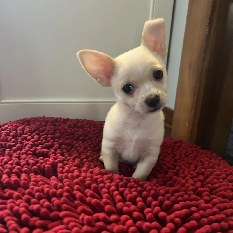 Peanut thumbnail 3