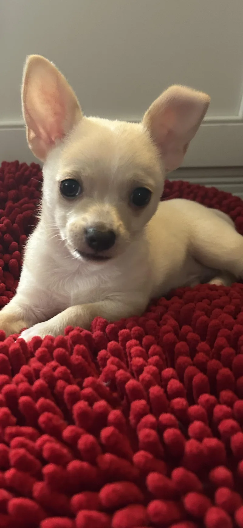 Peanut thumbnail 4