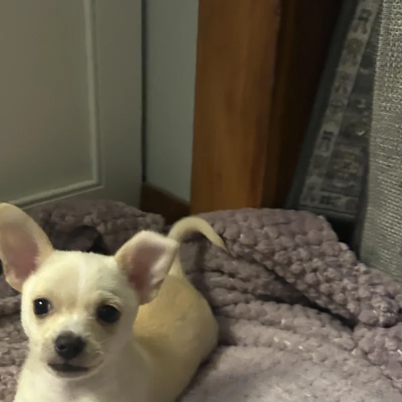 Peanut thumbnail 5