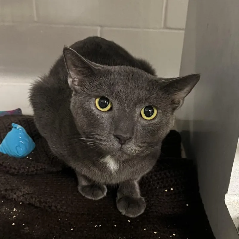 An adult large-sized male Domestic Short Hair cat named David for adoption in Fairport, NY
