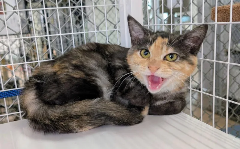 A baby medium-sized female Domestic Short Hair cat named California for adoption in Peoria, AZ