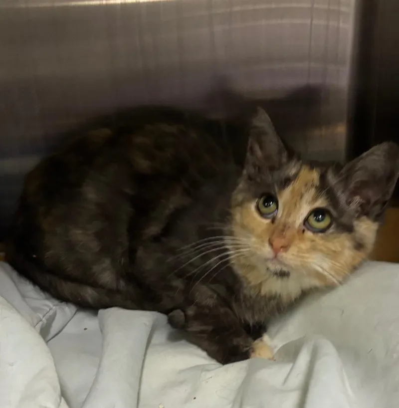 California thumbnail 2