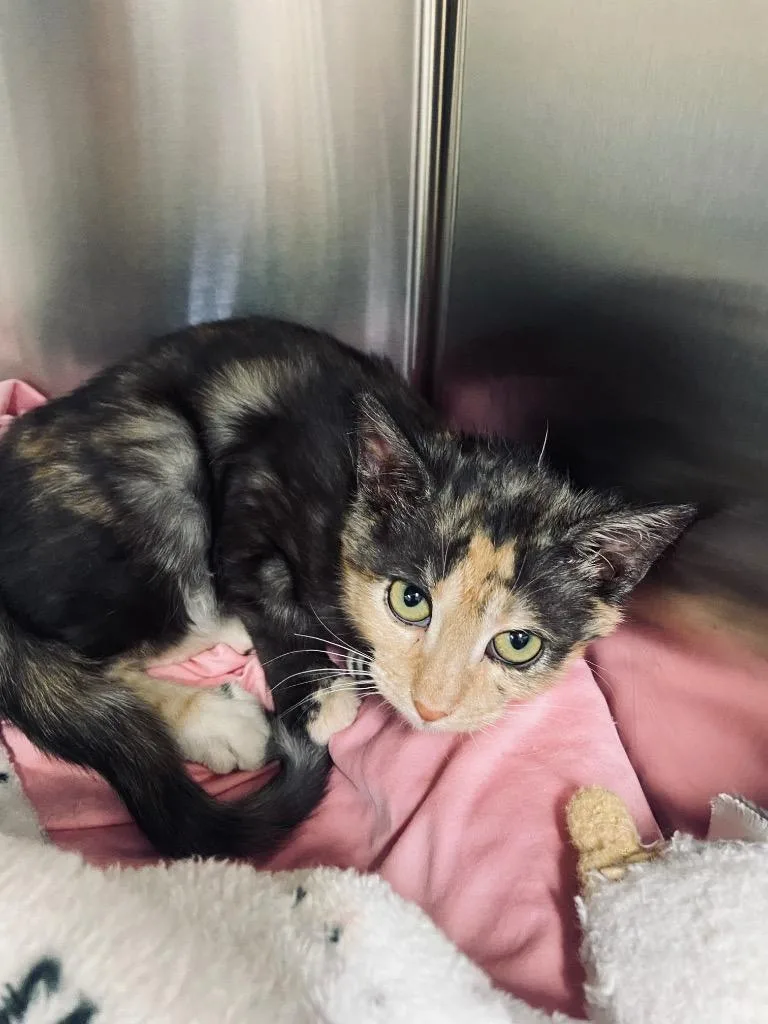 California thumbnail 3