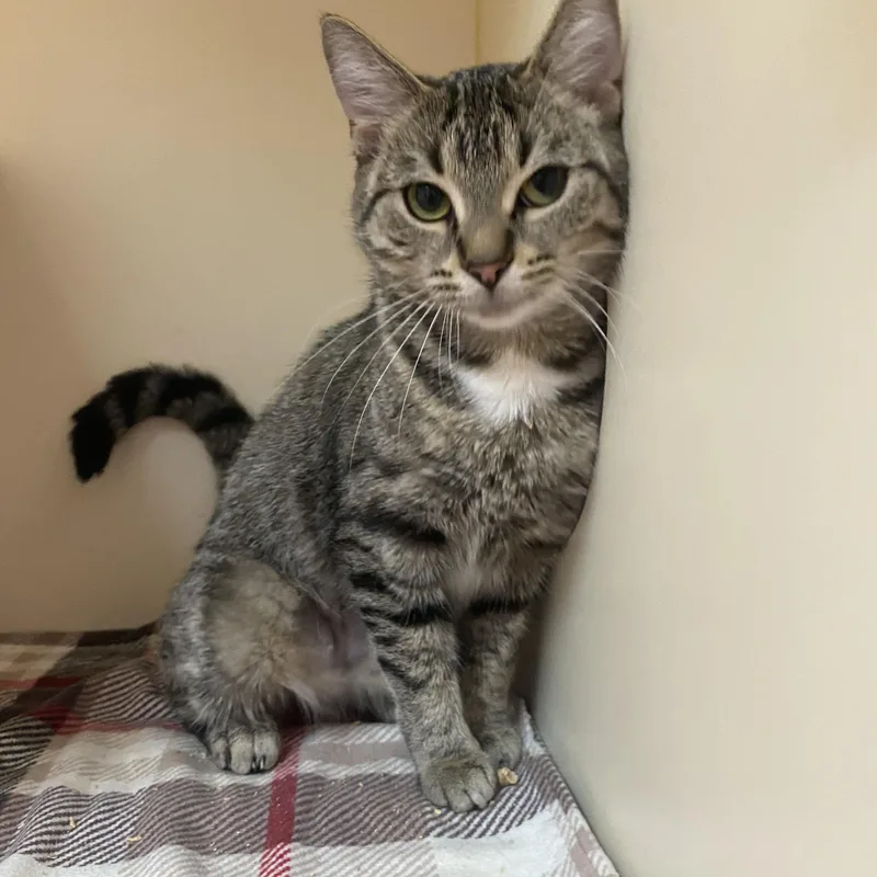 Loud Mouth thumbnail 2