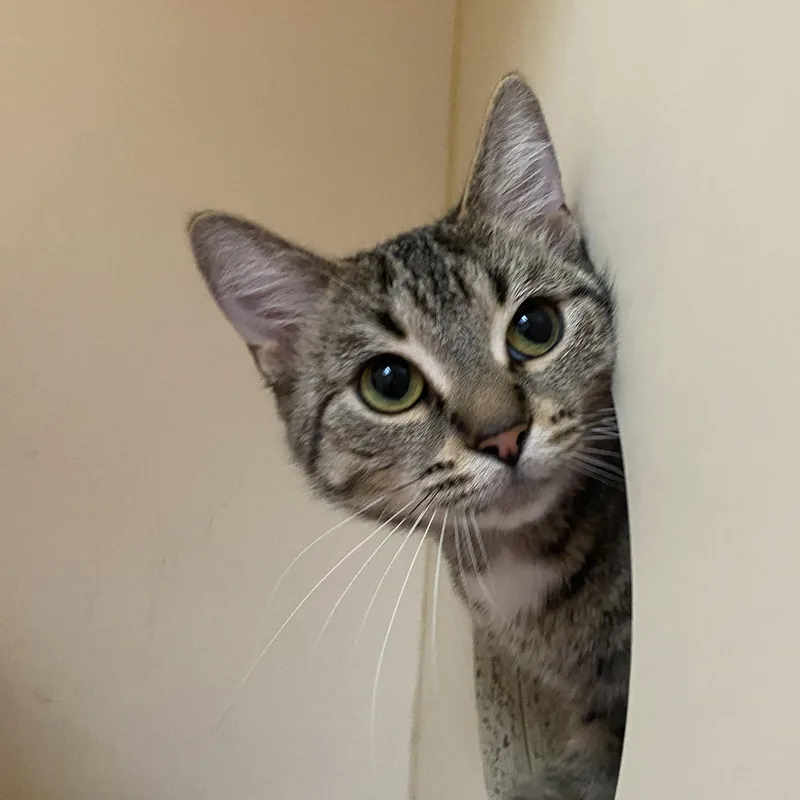 Loud Mouth thumbnail 4