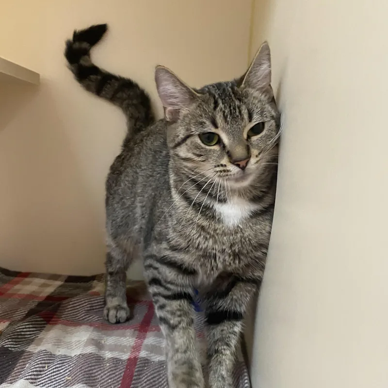 Loud Mouth thumbnail 5