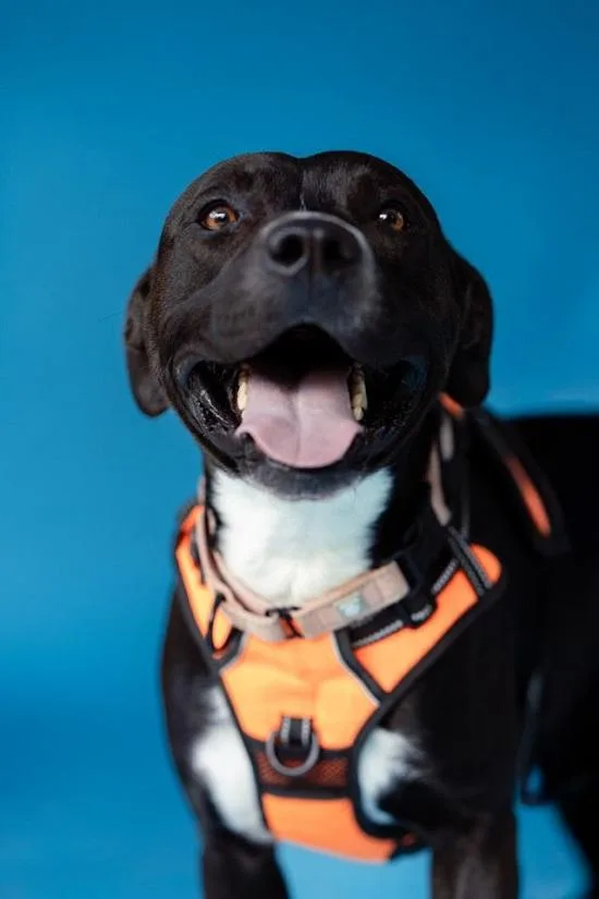 An adult medium-sized male Terrier dog named Storm for adoption in Pegram, TN