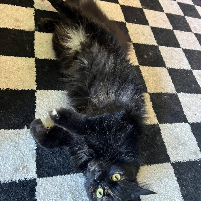A young medium-sized female Tortoiseshell Domestic Long Hair cat named Winter for adoption in Nashville, TN