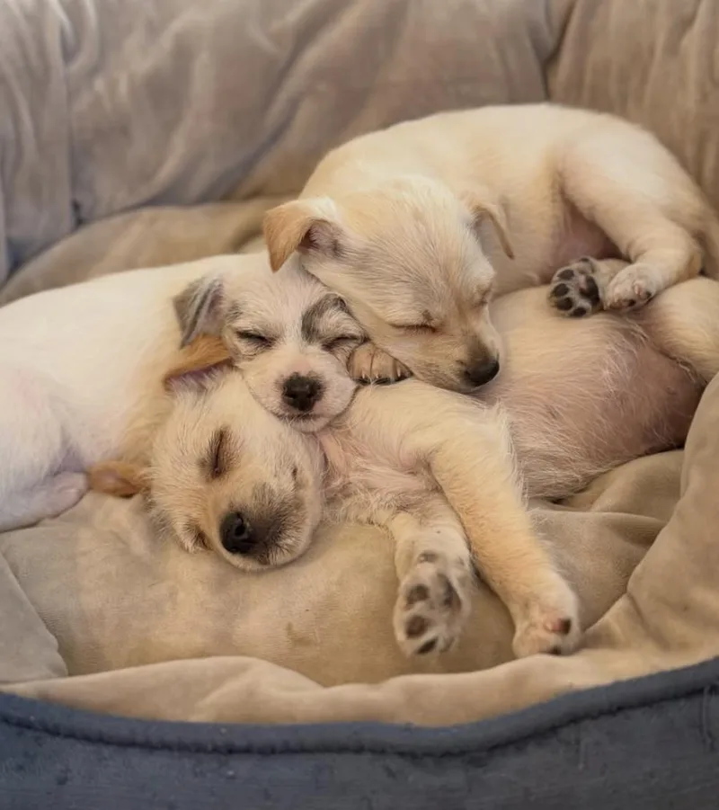 A baby small-sized male Terrier dog named Bigfoot for adoption in Seattle, WA